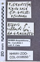 Etiketten zu Athous villardi (NHMW-ZOO-COL-0008550)